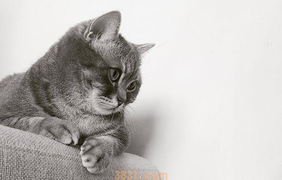 猫传腹会传染给人么 猫传腹只有猫科动物会得(图1)