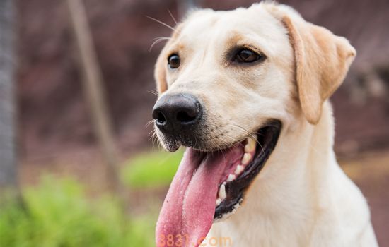 拉布拉多几个月后猛长 拉布拉多几个月开始长的快(图1)