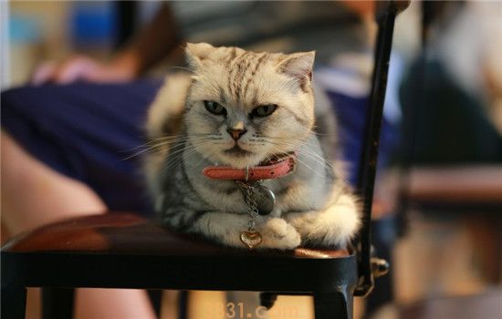 猫为什么偷吃 如何改正猫咪偷吃的坏习惯(图2)