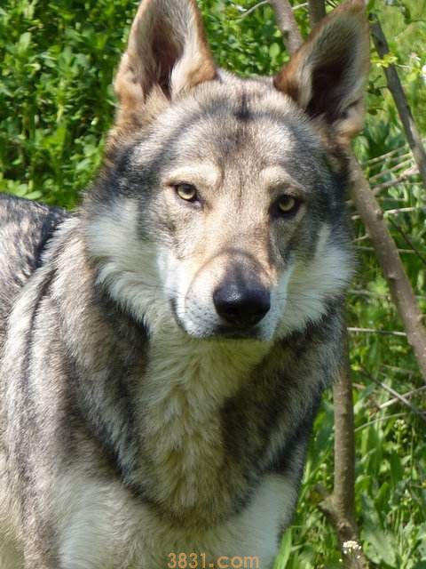 捷克狼犬战斗力排第几 捷克狼犬战斗力如何(图1)