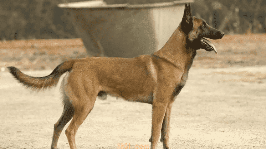 如何辨别马犬幼犬聪明 马犬聪明吗(图1)