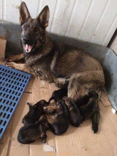 一窝东德牧羊犬怎么挑选 东德牧羊犬怎么挑选幼犬(图1)