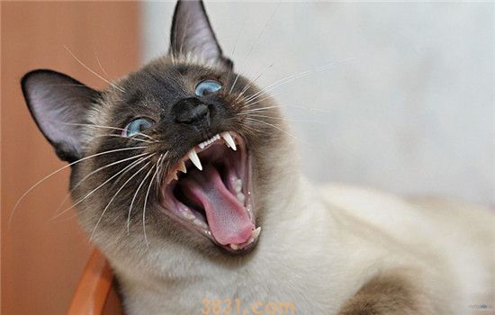 猫咪脾气暴躁是怎么了 猫咪是到了更年期吗(图1)