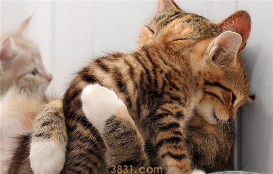 猫为什么不喜欢被抱 是因为猫咪讨厌主人吗(图1)