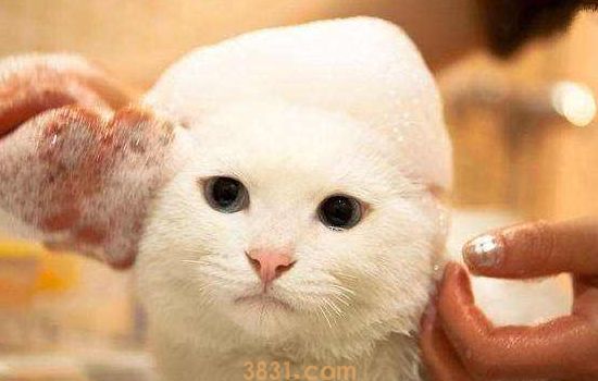 母猫有一个胎盘没排出 该怎么办(图1)