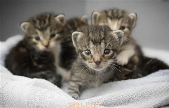 猫鼻支是感冒吗 猫鼻支要怎么治疗(图1)