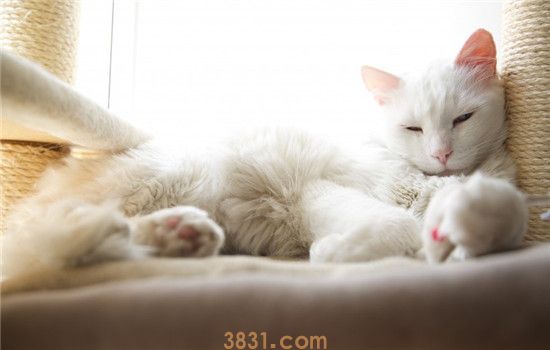 猫不喜欢喝水 怎么才能增加猫咪的饮水量(图1)