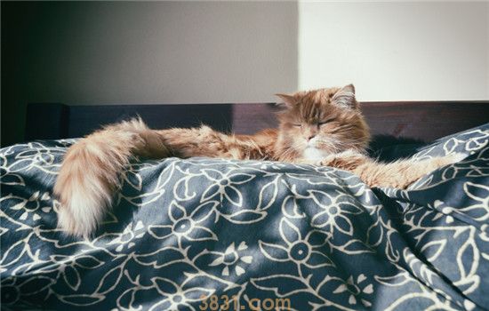 猫不喜欢喝水 怎么才能增加猫咪的饮水量(图2)