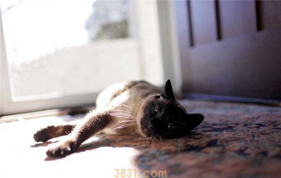 猫咪肠胃病怎么预防 不要加重猫咪肠胃的负担(图2)