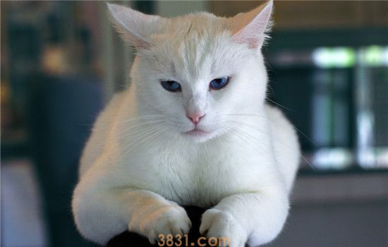 猫咪掉毛厉害怎么办 如何改善家里猫毛多的情况(图1)