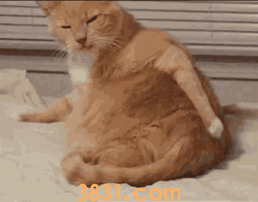 夏天给猫咪洗澡可以不吹干吗 不想它生病就不要偷懒(图1)