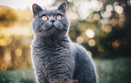 如何养和训练蓝猫 饲养蓝猫纯干货攻略(图1)