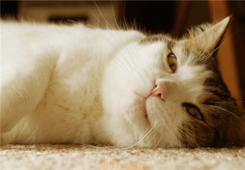 猫不吃饭是怎么了 猫咪不爱吃饭的原因你知道吗(图1)