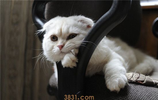 猫下泌尿道疾病是什么 猫泌尿道出现问题的症状是什么(图2)