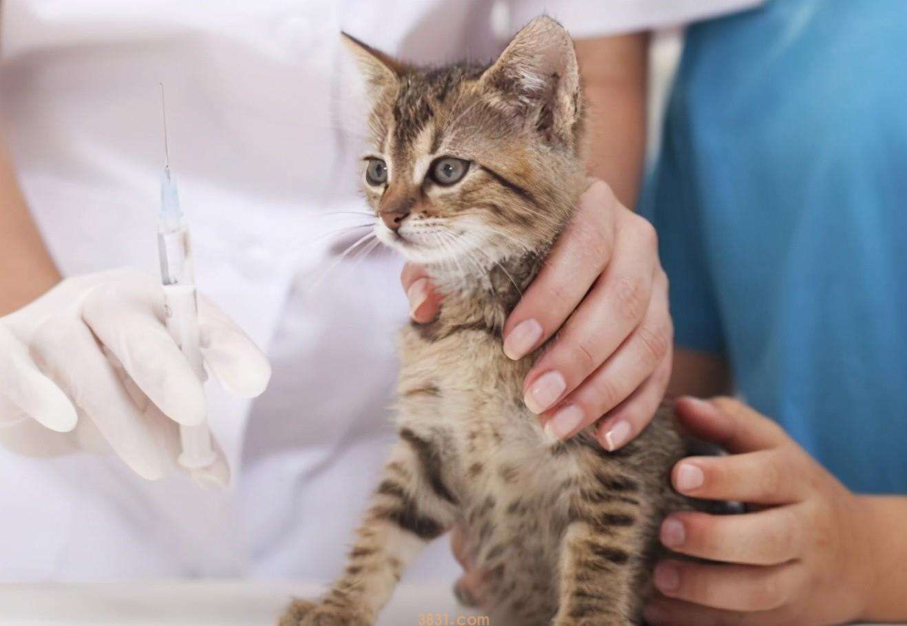 如何让猫咪排除胎盘 母猫胎盘滞留别轻视(图1)