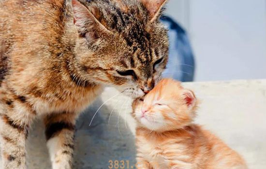 如何让猫咪排除胎盘 母猫胎盘滞留别轻视(图2)