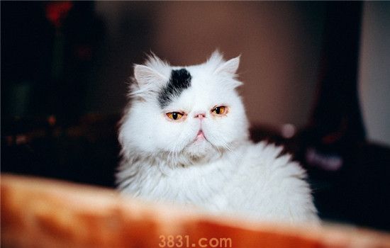 猫不吃东西怎么回事 猫不吃东西是因为不饿吗(图1)