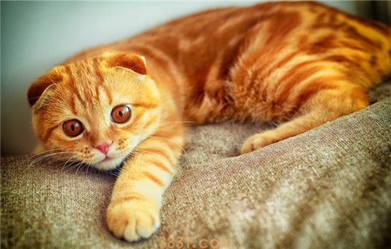 猫不吃东西怎么回事 猫不吃东西是因为不饿吗(图2)