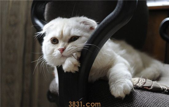 猫砂盆放哪里好 猫砂盆需要多久进行一次清理(图2)