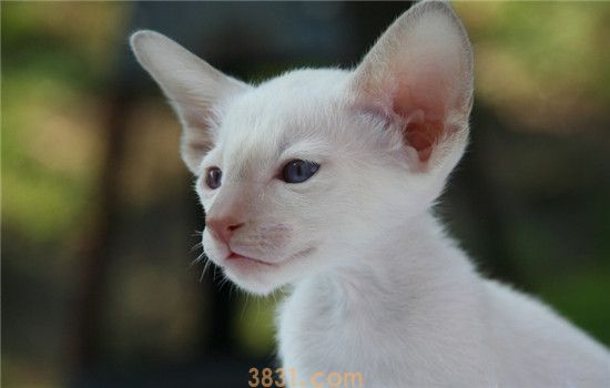 夏天不要给猫剃毛 什么样的猫需要剃毛呢(图1)
