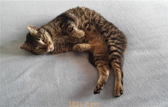 夏天不要给猫剃毛 什么样的猫需要剃毛呢(图2)