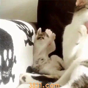 小奶猫可以洗澡吗 洗澡可能导致小奶猫应激死亡(图1)