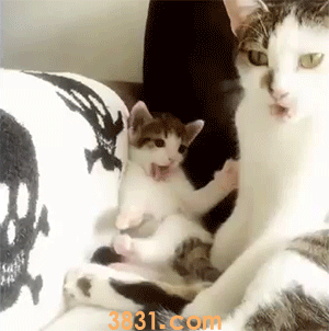 小奶猫可以洗澡吗 洗澡可能导致小奶猫应激死亡(图2)