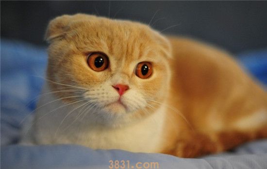 什么猫需要补充营养 你家的猫咪需要吗(图2)