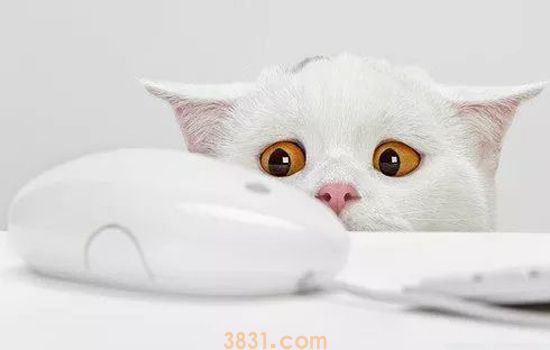 如何鉴别是不是猫鼻支 猫鼻支有哪些症状(图1)