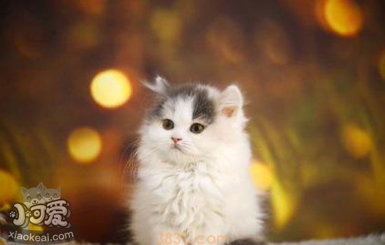 猫咪饮食注意事项 怎么控制猫咪饮食避免猫咪得病(图1)