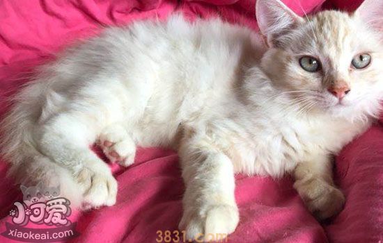 猫咪饮食注意事项 怎么控制猫咪饮食避免猫咪得病(图3)