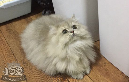 养猫之前要准备什么 你究竟需要准备多少东西(图2)