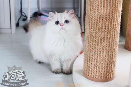 养猫之前要准备什么 你究竟需要准备多少东西(图6)