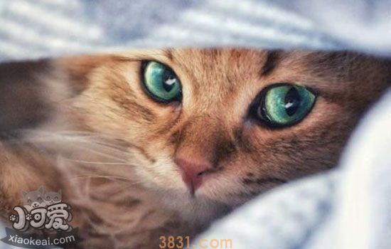 猫耳朵会有哪些疾病 猫耳朵的常见疾病大盘点(图1)