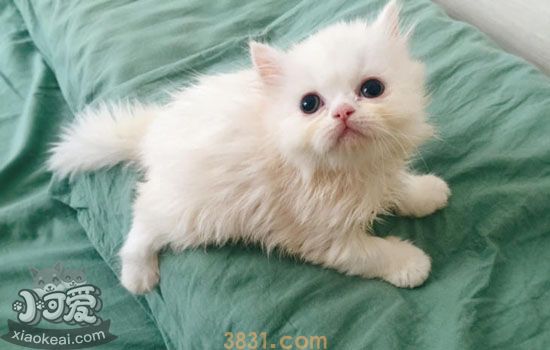 猫耳朵会有哪些疾病 猫耳朵的常见疾病大盘点(图2)
