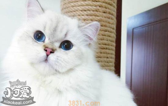 猫耳朵会有哪些疾病 猫耳朵的常见疾病大盘点(图3)