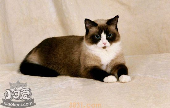 为什么猫喜欢吃甜食 猫喜欢吃甜食的原因(图2)