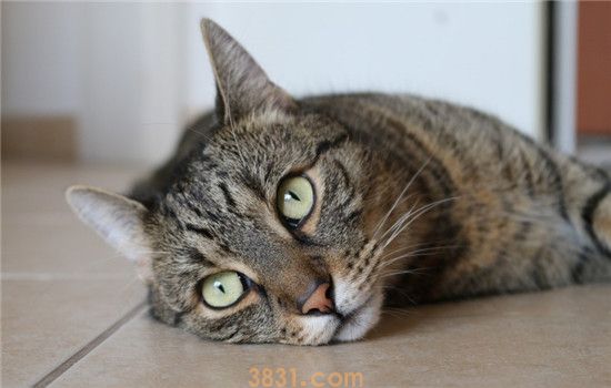 除了猫粮还要喂什么 这四类食物赶紧给猫安排上(图1)