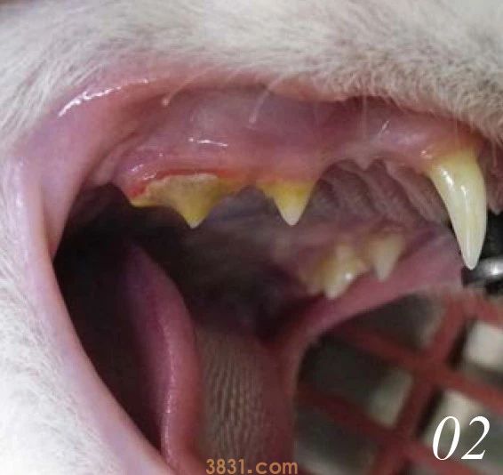 怎么给猫刷牙齿 给猫刷牙需要掌握技巧!(图2)