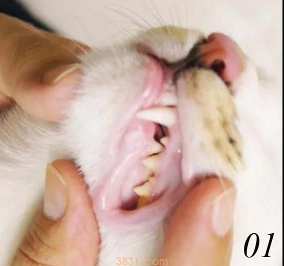 怎么给猫刷牙齿 给猫刷牙需要掌握技巧!(图1)