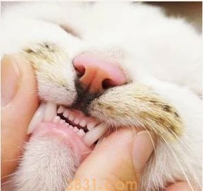 怎么给猫刷牙齿 给猫刷牙需要掌握技巧!(图3)
