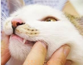 怎么给猫刷牙齿 给猫刷牙需要掌握技巧!(图5)