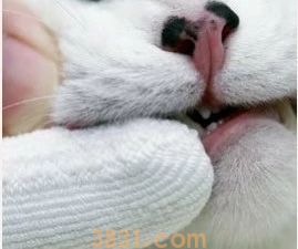 怎么给猫刷牙齿 给猫刷牙需要掌握技巧!(图8)