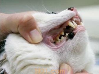 怎么给猫刷牙齿 给猫刷牙需要掌握技巧!(图7)