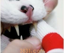 怎么给猫刷牙齿 给猫刷牙需要掌握技巧!(图9)