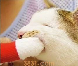 怎么给猫刷牙齿 给猫刷牙需要掌握技巧!(图10)