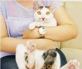 怎么给猫刷牙齿 给猫刷牙需要掌握技巧!(图11)