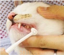 怎么给猫刷牙齿 给猫刷牙需要掌握技巧!(图13)