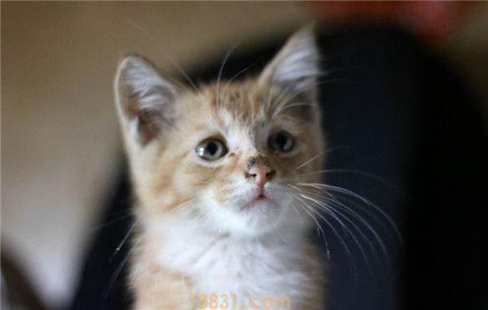 频繁给猫洗澡会怎样 一个月洗一次澡就够了(图1)
