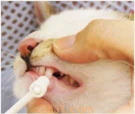 怎么给猫刷牙齿 给猫刷牙需要掌握技巧!(图14)